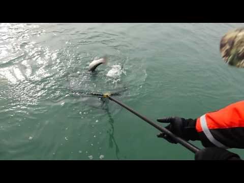 Rigging Mag Lip Plugs for Steelhead