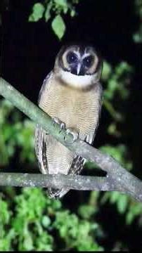 Brown Wood Owl’s Haunting Night Call