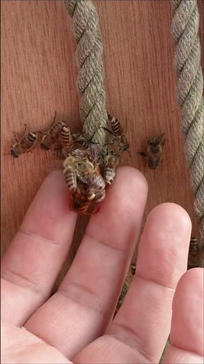 Hornet vs. Japanese Honeybees—Lethal 46 °C Bee Ball Caught on Camera