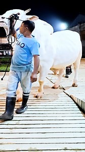 Robutst nukra bull from Brownie's Ranch | Biggest Bulls Photography