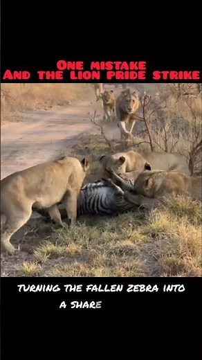 Lioness Takes Down a Zebra ‼ The Pride Joins the Feast #shorts