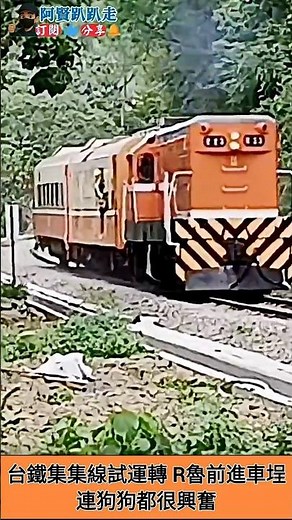 台鐵集集線試運轉 R魯前進車埕 連狗狗都很興奮