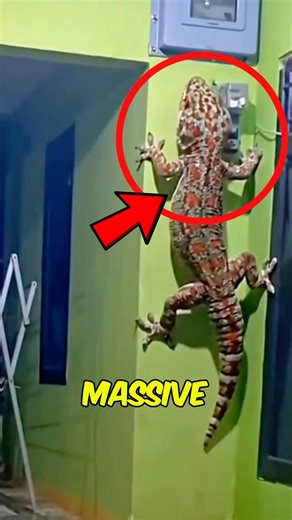 Top 3 MASSIVE Animals Ever Caught on Camera