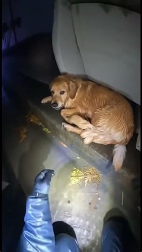 Wet Dog Finds Safety After Being Lost #dog #rescue #shorts #youtubeshorts