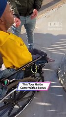 Monkey Crashes Tour Stop—Clings to Guide in Wild Encounter|| Heartsome 💖