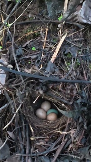 Cuckoo's trick exposed – parasitic attempt fails!杜鹃鸟的诡计被识破，寄生失败了