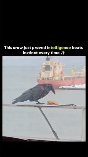 creativity.power on Instagram: "The post shares a 31-second video of a crow on a seaside railing stacking four round cookies vertically in its beak before flying off, demonstrating quick problem-solving to maximize food transport without dropping any. Corvids exhibit intelligence comparable to young children; a 2019 peer-reviewed study in Current Biology showed New Caledonian crows using mental templates to bend and combine tools for multi-step tasks, supporting claims of their advanced causal r