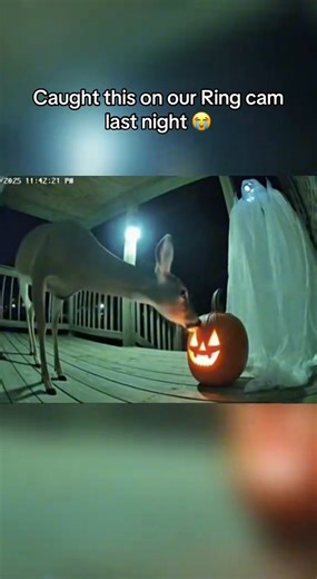 The deer got scared by the ghost decoration 😂 #funny #animals #halloween #jackolantern #doorbellcamera | Scaryvideos786786