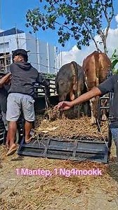 1 Super Vs 1 Ng4mokk #sapi #sapijumbo #sapijumbo #cow #bull