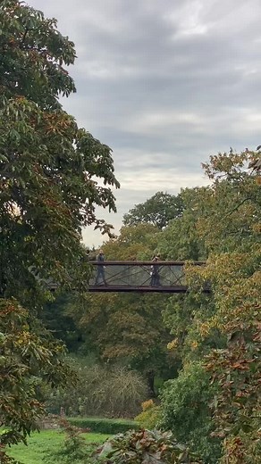 Explore a Stunning Suspension Bridge in Nature