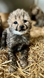 Welcome to the W🌎rld little ones 🐆 #cheetah #cheetahs #cheetahsofinstagram #cheetahcubs #cheetahcub #cub #cubs #cat #catsofinstagram #kittens #instagood #love | Tanganyika Wildlife Park