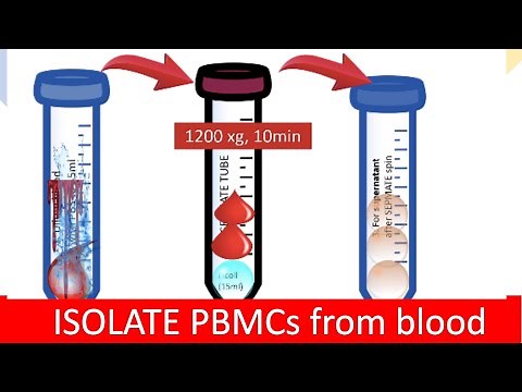 🩸 ISOLATING PBMC | Peripheral Blood Mononuclear Cells
