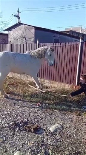 Лавров попав в передрягу