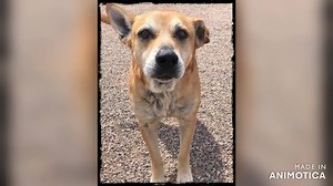 19 reactions · 12 shares | Douglas Age: 8-9 Douglas, aka Dougie, is...