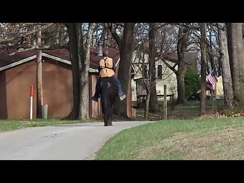 Tennessee Walking Horse stallion, "Perfections Gable Grey" out on an afternoon solo ride