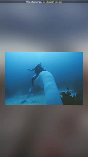 16K views · 91 reactions | #pyrosome #deepsea #amazingfacts #famodge #reels | Famodge | Facebook