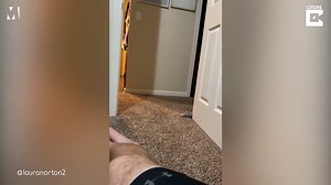 Formerly obese chihuahua looks a different dog after weight loss