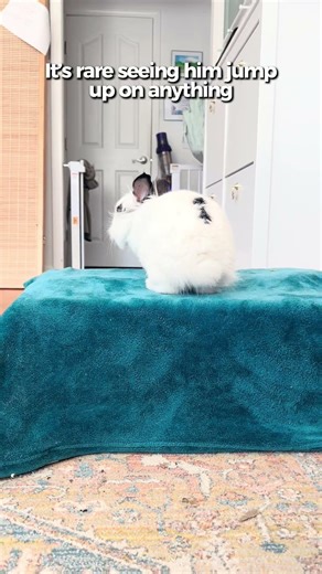 King of the shred box