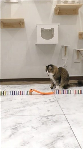 This Cat's Domino Skills Are Genius! 🐱💕