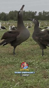 4.5M views · 110K reactions | Secret Birdshake 2 : U.S. Fish and Wildlife Service #bird #birds #albatross #secrethandshake #voiceover #voiceovers #animalvoiceover #animalvoiceovers #comedy #comedyvideos #comedian #entertainment #funny #memes #funnymemes #meme #lol #humor #fun #funnyvideos #lmao #jokes #viral #trending #dadjokes #dustydubs | Dusty Dubs | Facebook