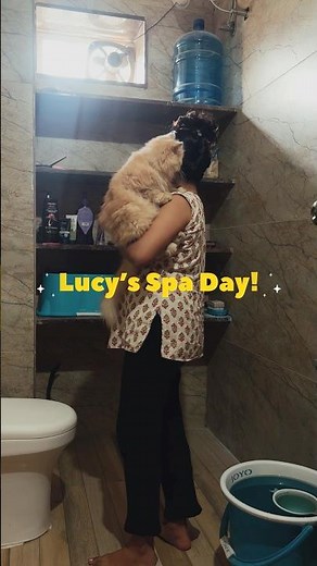 Funny Cat Bath Time 😹 | Bath Today, Revenge Tomorrow | Cat Bathing Video #catparent #catbathing