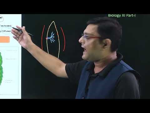 Structural Organisation in Animals - Cockroach - VI