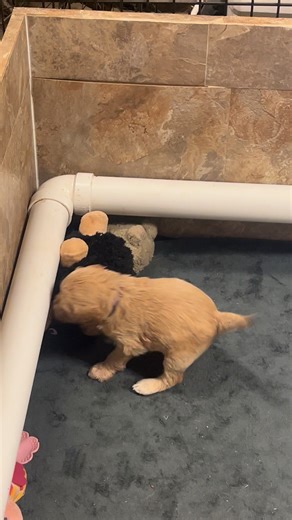 Learning to play with toys! 🧸 | Simmons F1b Goldendoodles