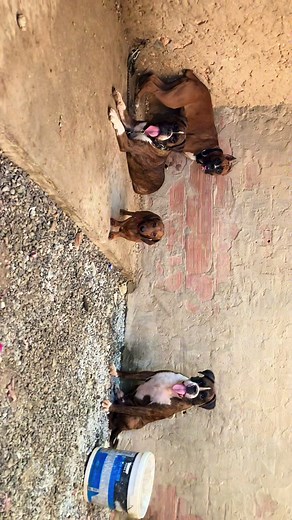 Welcome gorgina 🫶💎 a7lla khouna hamma @boxer iron tunisie ✅ #boxer #dogs #chien #sfax #tunisia🇹🇳