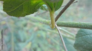 Red-black insect firebug on plants seed capsules looking for food close-up. Garden pests in the natural environment