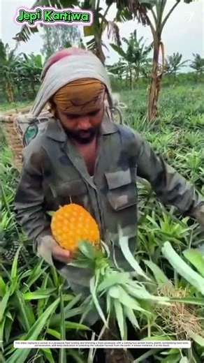 Plantation Farming Process: How Manual Tool Harvests Pineapples