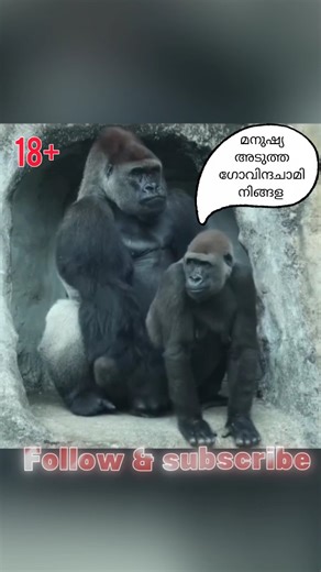 Miracle's Theodore | Mention your 18+ Machan 😂 Please Do Follow @_its.theodore_ #miracleandtheodore #theodoreeee #virals #trending #explorepage #exploremore... | Instagram