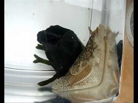 NZ deadly sea slug in motion