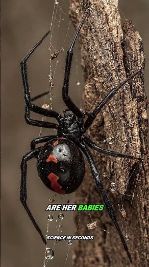 The Black Widow: The Most Feared Spider