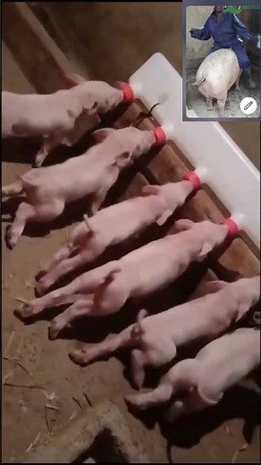 Watch These Piglets Line Up For Milk!