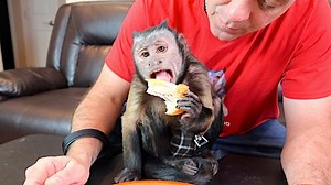 296K views · 9.3K reactions | Capuchin MonkeyBoo enjoys his traditional Thanksgiving dinner! Turkey, sweet potatoes and more! Yummy! MonkeyBoo LOVES Thanksgiving! Happy Thanksgiving to everyone from Boo, Happy & Pete | MonkeyBoo | Facebook