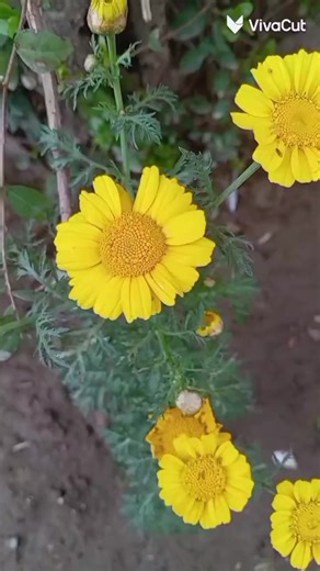 فيديوهات أنشأها عطر الورد🌹💕 (@nj_yuo) باستخدام الصوت الأصلي - عطر الورد🌹💕