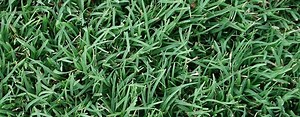 Top Sapphire Buffalo Turf | Turf Varieties | Hi Quality Turf