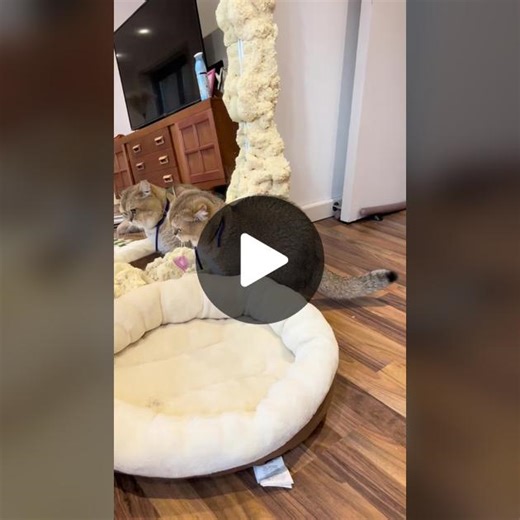 Worst Cat Ever: Hilarious Cat Fails