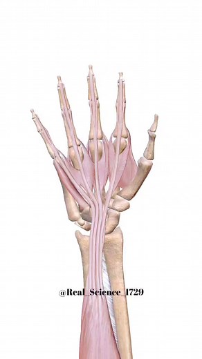 What are Saddle Joints? A Saddle joint is a type of biaxial and movable joint that allows movements on two planes–flexion or extension and abduction or adduction. 🔥 This joint is mainly formed between the bones, whose articulating surfaces have both concave and convex regions.✅ Real Science - The Home Of Creativity #science #medical #animation #muscles | Real Science - The Home Of Creativity