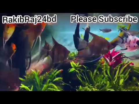 🌊 Royal Beauty of a Colorful Aquarium 🌊 #Angelfish #Aquariumfish #tanklife