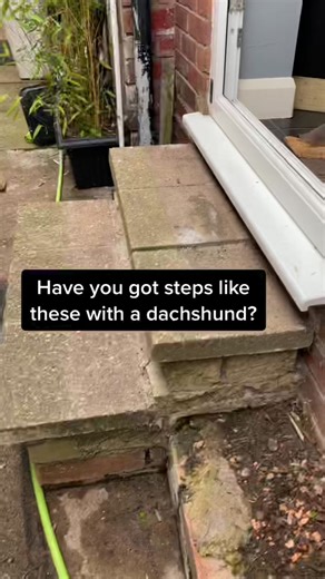 If you’d like to see how we made them let me know below. He’s so happy he loves them & they are easy and cheap to make #dachshundsoftiktok #dachshund #dachshundpuppy #dachshundaddict #puppies #dachsundoftheday #miniaturedachshundpuppy #minaturedachshund #dachshundmoments #dacshundlover #dachshundsarethebest #dachshundlife #lifeofadachshund #dachshundsarelife #sausagedog #sausagedogcentral #sausagedogs #weinerdog #doxie #doxiesoftiktok