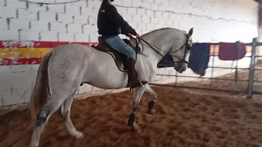 marin García 5 años valorado como reproductor con mucha solera