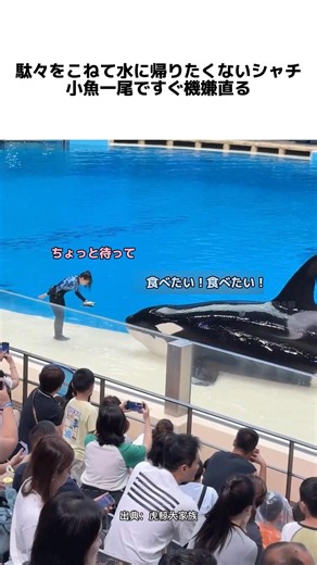 Stubborn orca doesn't want to go back in the water, cheers up immediately with one small fish #sh...