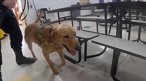 636K views · 7.6K reactions | Estos perros ayudan a detectar casos de covid-19 en una escuela: ¿cómo lo hacen? Gary Tuchman, de CNN, reporta la historia desde una escuela primaria de Massachusetts. Los animales han sido entrenados por académicos y aseguran que tiene una precisión de más del 97%. Míralos en acción ❤️. | CNN en Español | Facebook