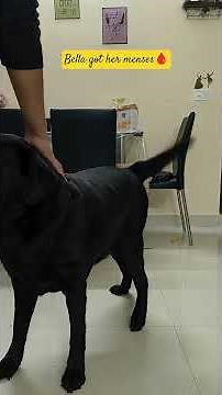 Female Dog Heat Cycle Care Tips | Love, Rest & Treats 🐾 #DogCare#PetsRule#DogTreat