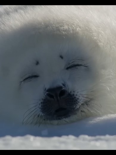 Adorable Baby Seal Life: Exploring the World of Seals and Leopard Seals