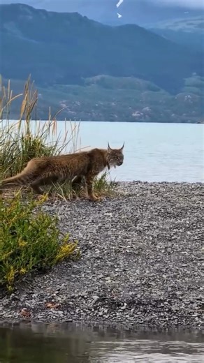 Cat-ching a glimpse of a wild lynx is no small feat! 🐾 🐱 Check out this video of one of North America’s most elusive wild cats. With tufted ears, their signature bobbed tail, and those big ol' stealthy paws, lynx move quietly, making sightings like this extra special. While naturally elusive and avoidant of people, lynx are also at risk. Factors like climate change, habitat loss, and fragmentation can make survival difficult, especially in the lower 48. Such reasons are why lynx are listed as
