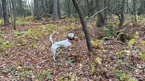 Setter Derbies! This video features to English setter, derby age dogs working well together! Midnight's Black Diamond 💎 (pointing), and Island Morning Mist (honoring) #midnightkennel #englishsetter | Midnight Kennel