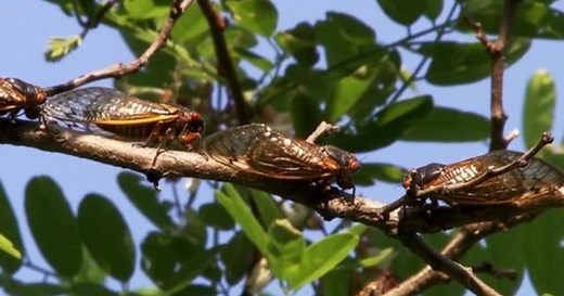 After 17 years of hiding, large swarm of Brood X cicadas expected to emerge