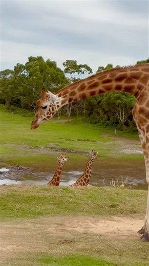 Cute Animals 2 #giraffe #babygiraffe #babyanimals #baby #love #lovesong #song #singersongwriter